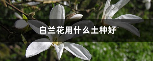 白兰花用什么土种好