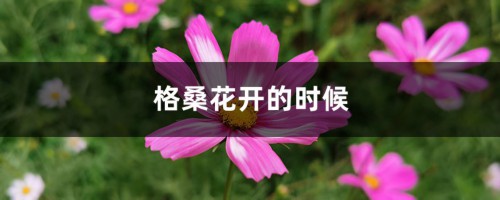 格桑花开的时候，格桑花图片