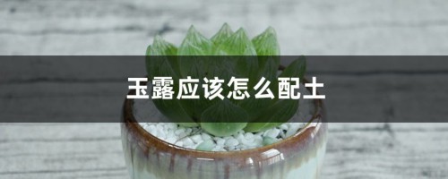 玉露应该怎么配土